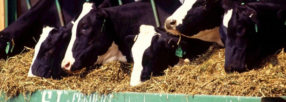 Nutrition animale