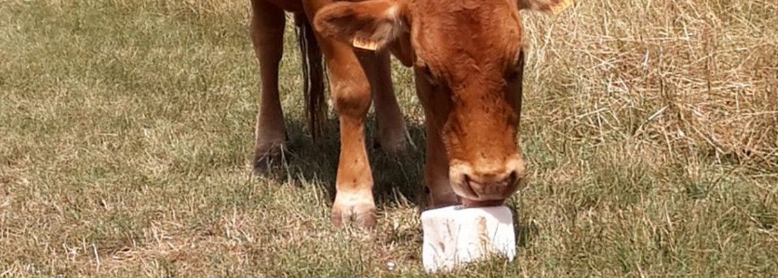 Sels et blocs à lécher pour bovins, ovins, caprins et chevaux