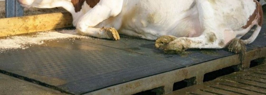 Tapis de logettes pour animaux