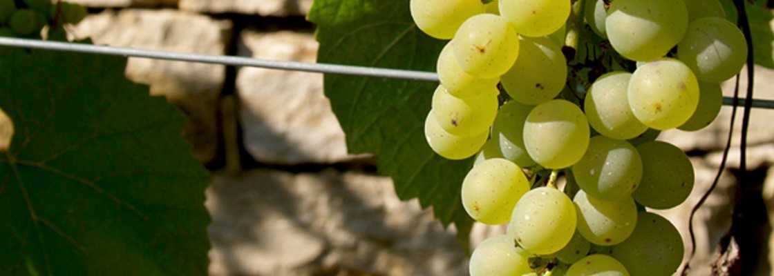 Fils acier palissage