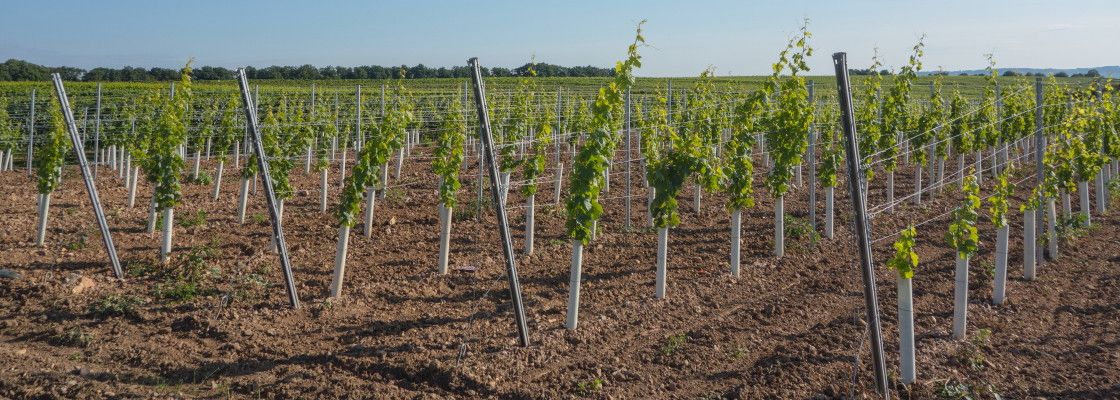 Protection des plants