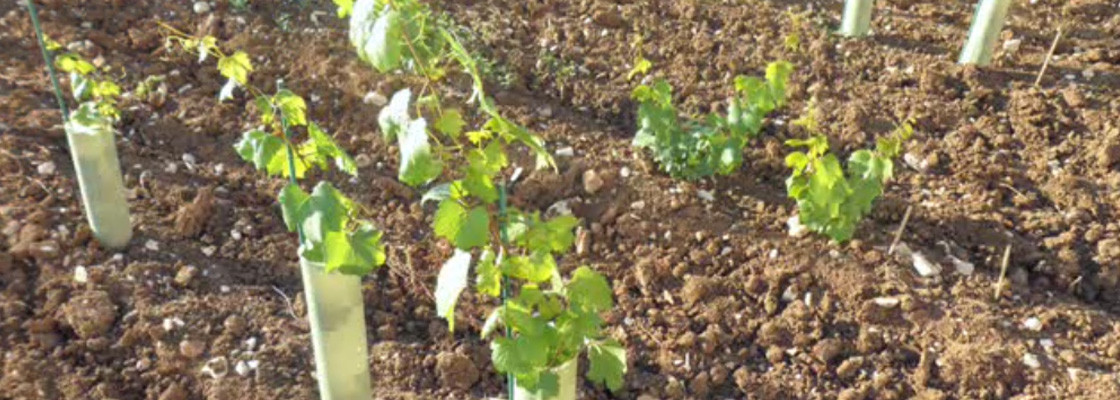Manchons plastiques et biodégradables