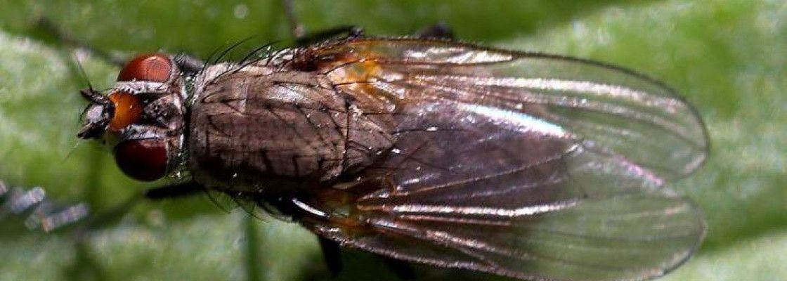 Filets protection anti-insectes