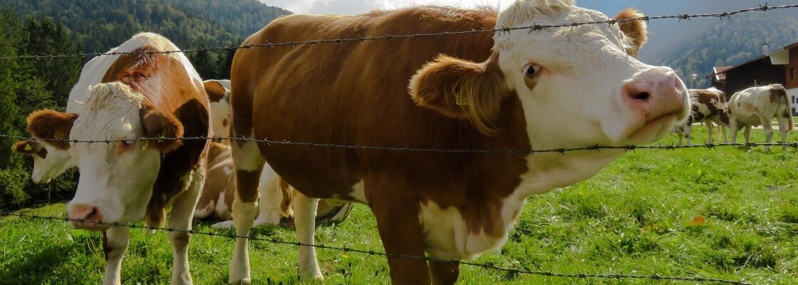 Clôtures agricoles