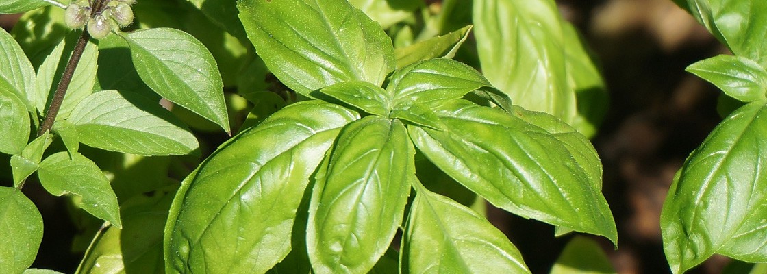Engrais Bio universels jardin