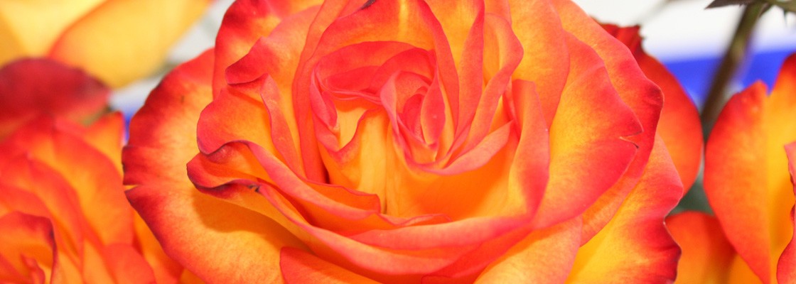 Engrais Bio fleurs & arbustes