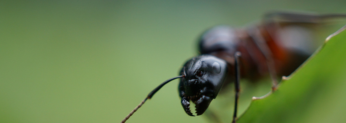 Pièges à insectes & répulsifs Bio