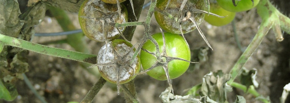 Maladies et traitements Bio