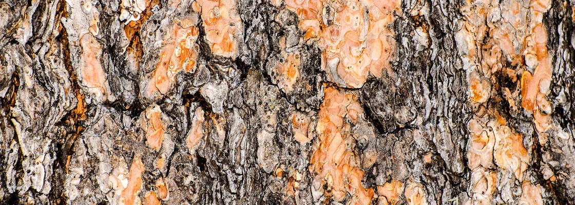 Soins des arbres Bio