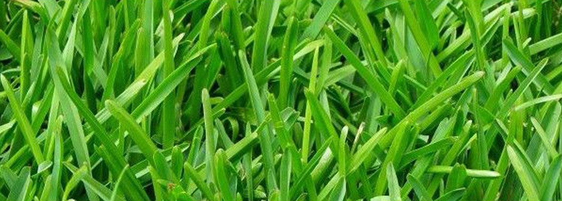 Engrais Bio pour gazon