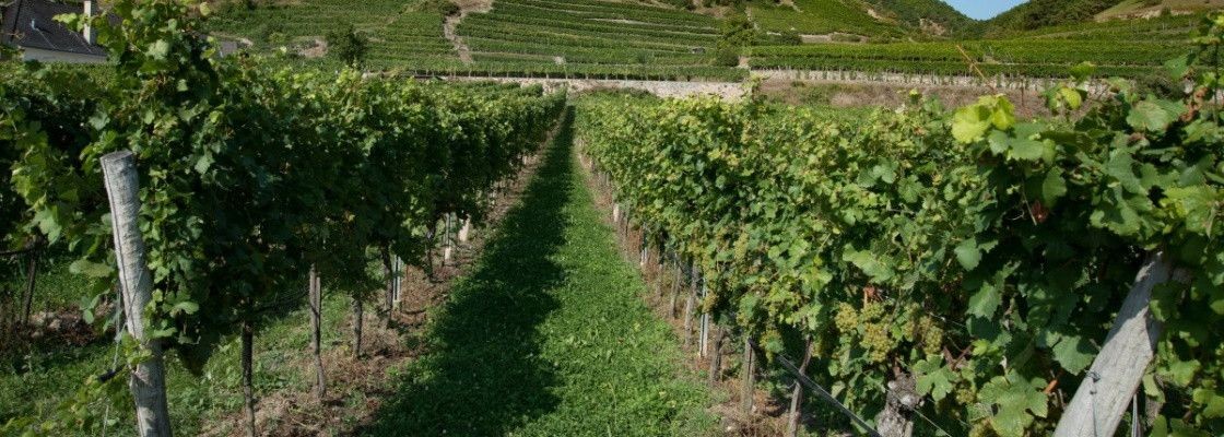 Enherbement vigne