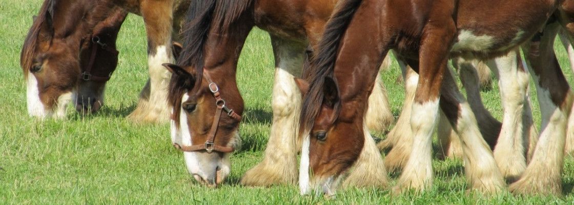 Aliments & compléments chevaux