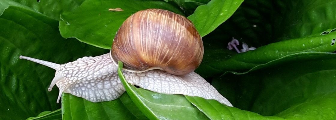 Aliments pour escargots