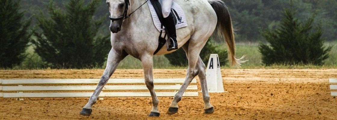 Dressage et parcours