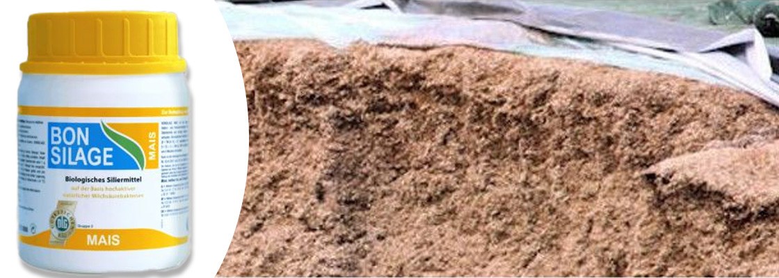 Conservation ensilage