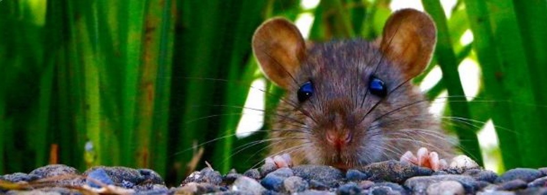 Raticides, souricides et pièges