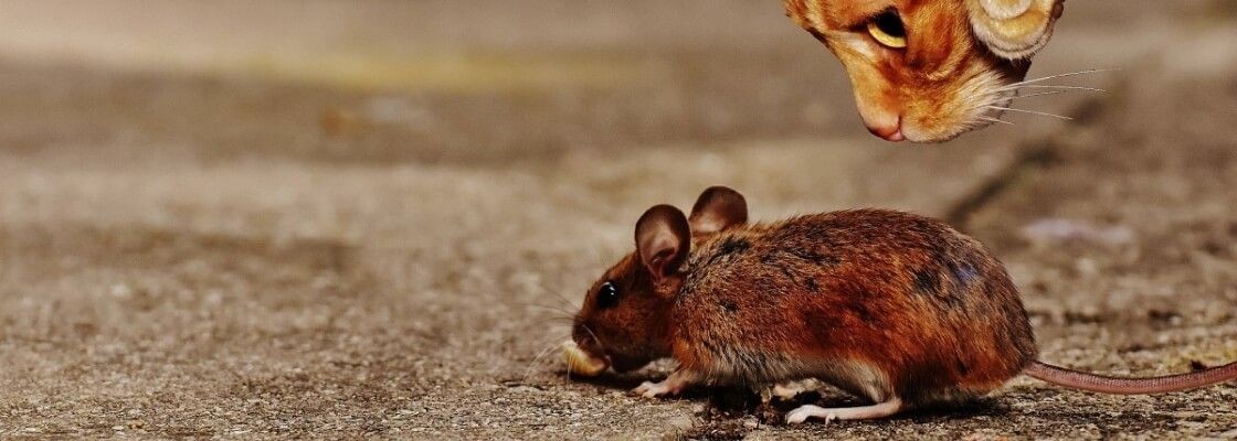 Lutte contre nuisibles