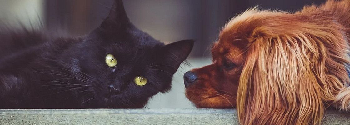 Matériels pour animaux domestiques
