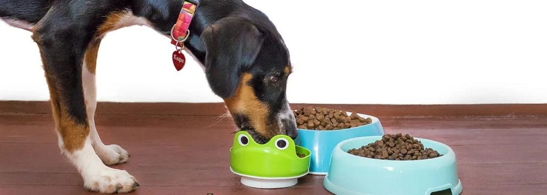 Aliments pour chiens