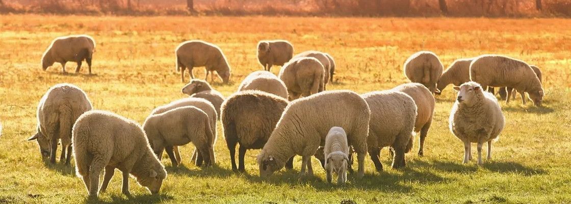 Matériels pour bétails & chevaux