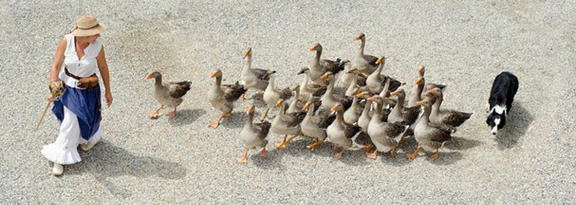 Elevage et animaux
