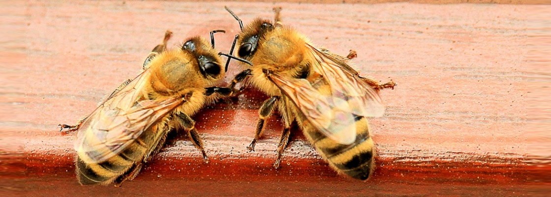 Livres : apiculture