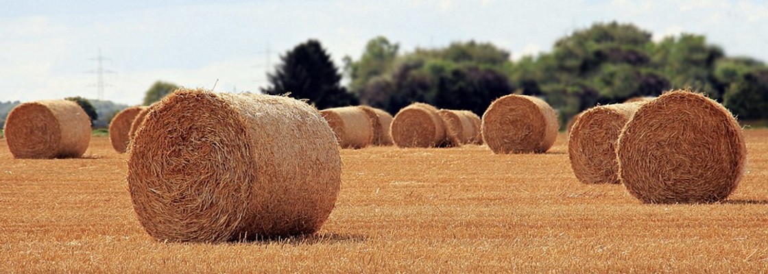 Cultures et agroalimentaire