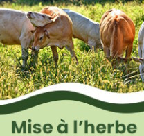 MISE À L'HERBE