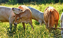 MISE À L'HERBE