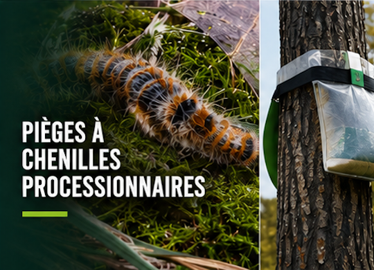 Pièges à chenilles processionnaires